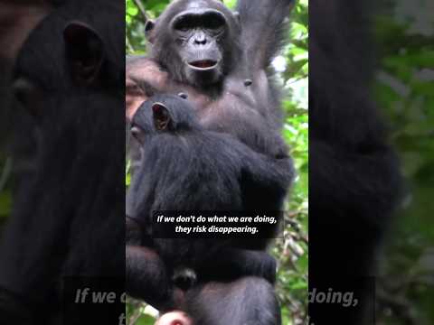 Cameroon islands offer safe home for orphaned chimps | AFP #shorts