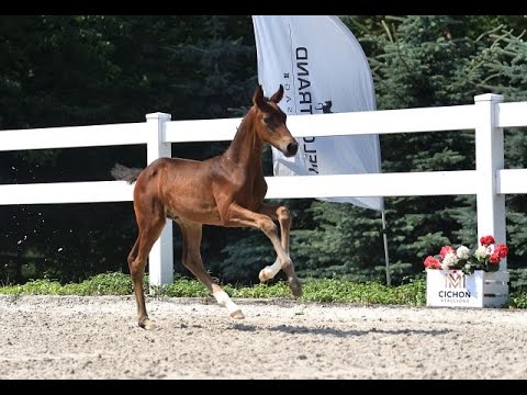 Różany Sen, Fürstentraum x Brentano II, ogierek/colt, ur./born 8.06