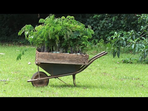 Horto Estadual de Cantagalo tem capacidade para cultivar mais de 200 mil mudas por ano