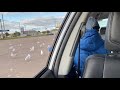 Seagulls At McDonalds