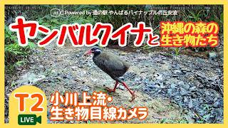 【T2】小川上流・生き物目線カメラ｜沖縄やんばる生き物LIVE live webcam