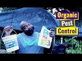 Organic Pest Control | Pill Bugs