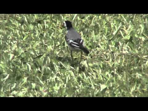 Die Bachstelze (Motacilla alba)