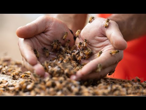 JAR Honey: Our Story