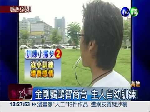 鸚鵡放飛10樓高 聽哨聲自動歸位