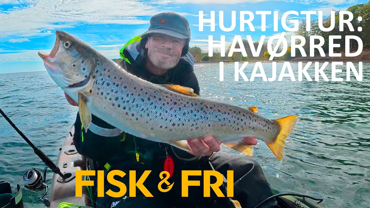 NY VIDEO: HURTIGTUR EFTER HAVØRRED I KAJAKKEN