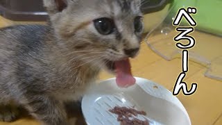 子猫、すぐ馴染む。　【れんこま日記１】