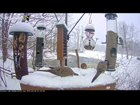 Hungry Birds Fill Cornell Feeders During Heavy Snowfall – Mar. 4, 2019
