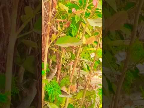 Vastu Plants 🌱🍃#shortsfeed #shorts #nature#plants #astrology #garden #gardening #vastu #astrology