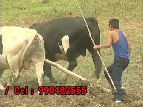 EL PROVINCIANO DE CHOTA VOL 2  / MADRE QUERIDA