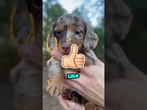 Este Tobogán Tiene un SECRETO Oscuro! 💀😨 #viral #curiosidades #fotnite #shortvideo