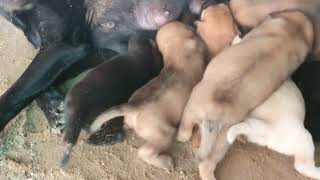 Babies dogs drink their milk #dog