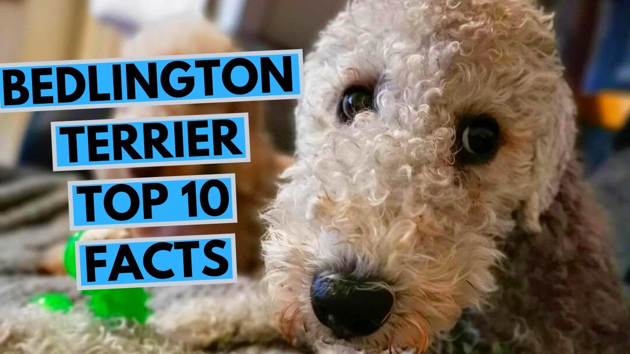 Bedlington Terrier - TOP 10 Interesting Facts