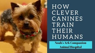 How Clever Canines Train their Humans