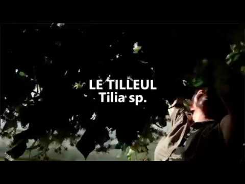 Distillation Tilleul