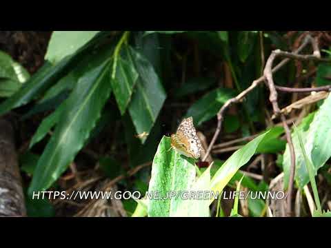 シロモンチャイロタテハの産卵行動