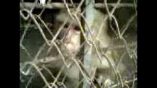 Monkey Eating Guttka