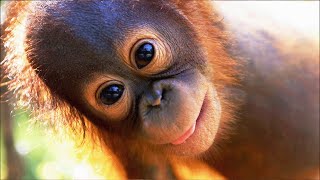 Vulnerable Baby Monkey Survives Tree Top Terror | EXTREME ANIMAL BABIES | Real Wild