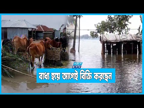 বন্যায় ভেসে গেছে ৪ হাজারের বেশি গবাদি পশু