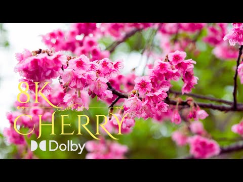 Cherry in japan  4K HDR Nightingale & Cherry Blossom - Relaxing Birdsong & Flowering Trees -