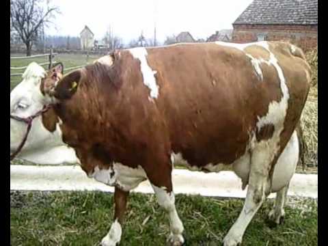Krava Simentalka 52 litre mleka