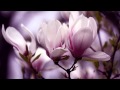 Melancholia - Magnolia 