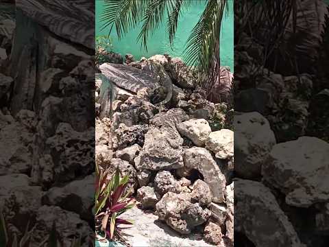 Iguana cubana en la Ciénaga de Zapata #cuba #cubalibre #caribe #viaje #vacaciones #iguana #sol #ron
