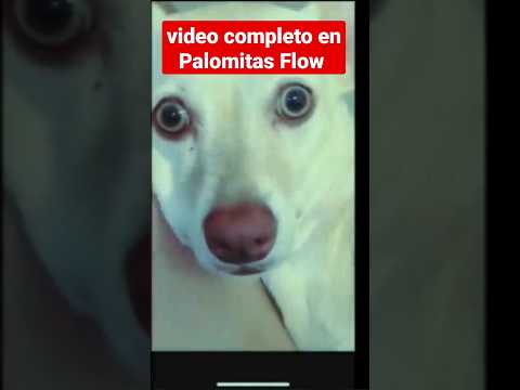 This dog can talk #dogs #dog #mysteriouscases #mystery #3am #viral #shorts