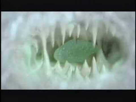 Holopaw - Curious (OFFICIAL VIDEO)