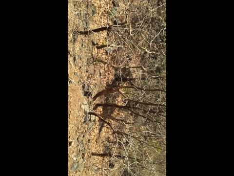 Girnar Junagarh Gujarat  jungle call-1 30 march 2013 anil jain ajmer