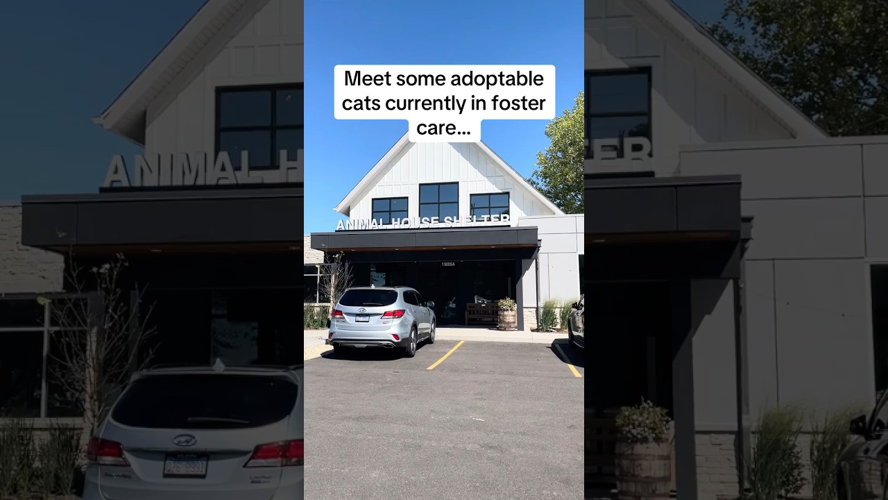 Monday, a Adoptable mixed breed in Huntley, IL video 6/6