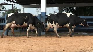 Vídeo 123 - 1ª ETAPA MEGA LIQUIDAÇÃO TOTAL AGROPECUÁRIA MARAJOARA - DIA 4 | GADO GIROLANDO E HOLANDÊS
