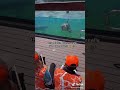 DOLPHIN DANCES WHILE THE BAND PLAYS A SONG | TIKTOK: alexaromano_
