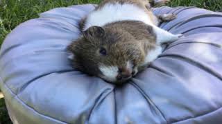 My guinea pig died :( 😭