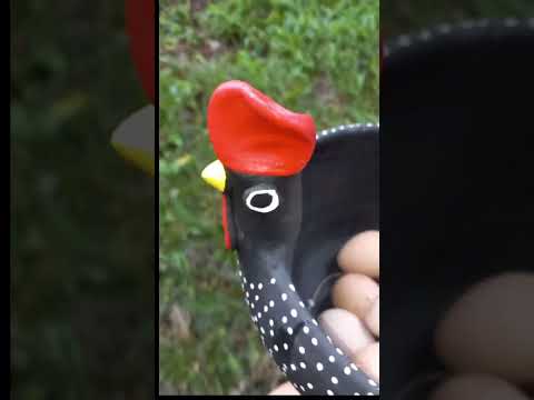 Bora juntar ovos de Angolista