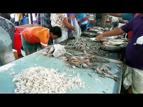 Amazing Fish Sale Point || Biggest Fish Wholesale Market Of Bangladesh || Exclusive Fish Video