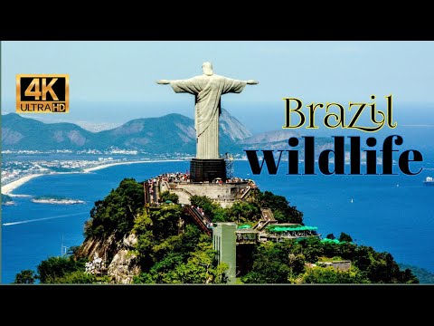 Brazil Wildlife /Amazon Rainforest  In 4K 2022 / Present by - Animals Plants /Amazon rainforest