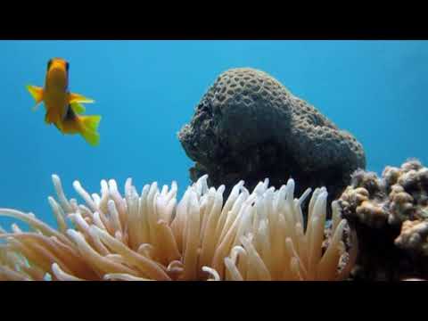 Амфиприоны