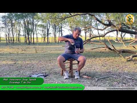 07-02-23 - Escarabajo 7 de Oro - Med. Veterinario Jorge Spinelli