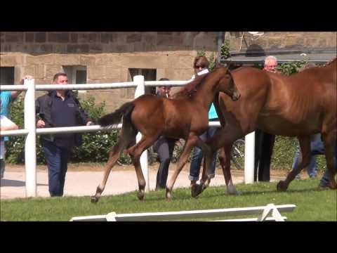 Fidelia v  Franziskus