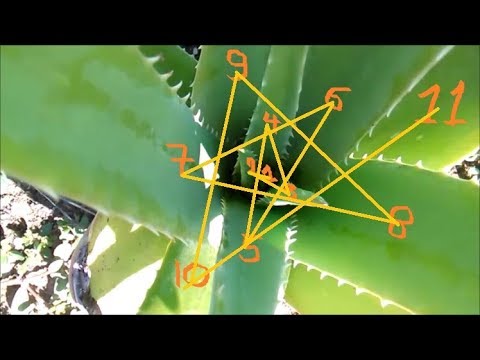 Clockwise & Anticlockwise Pattern on Aloe Vera, on Cocoon of Seeds - Star Formation on Flowers Video