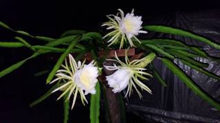 How to grow Dragon Fruit in SWFL  ( part 14 )