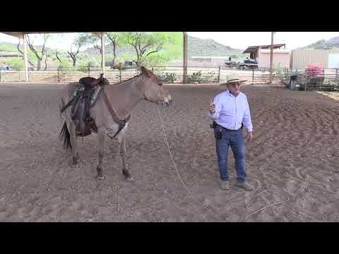How to Tell If A Mule Is Trained and What to Look for When Buying