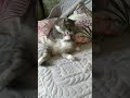 #cat #cats Шуша Любит сочинять когда выпрашивает еду