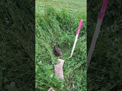Dron pro záchranu srnčat a zajíčků