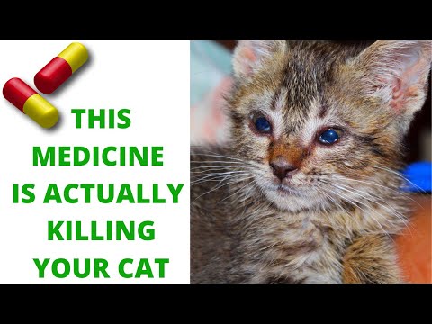 It is killing your cat | Paracetamol (Acetaminophen) poisoning in cats | How to prevent and treat it