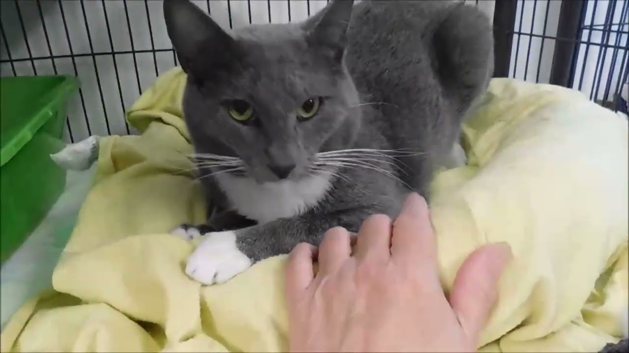 Enlarge LEONARDO, a ADOPTABLE Domestic Short Hair in Ironwood, MI video 2/2