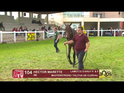 Show Aqps Ouest 2019 : Lot 104 - HECTOR MARETTE