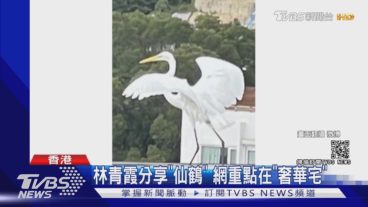 林青霞發「仙鶴照」 後院如自然保護區