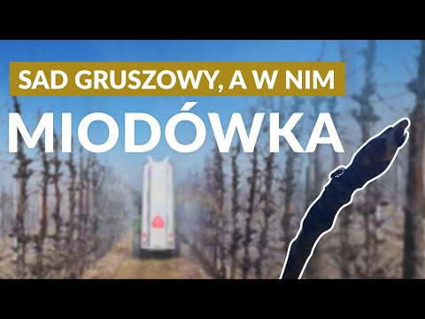Problemy z miodówką w gruszy